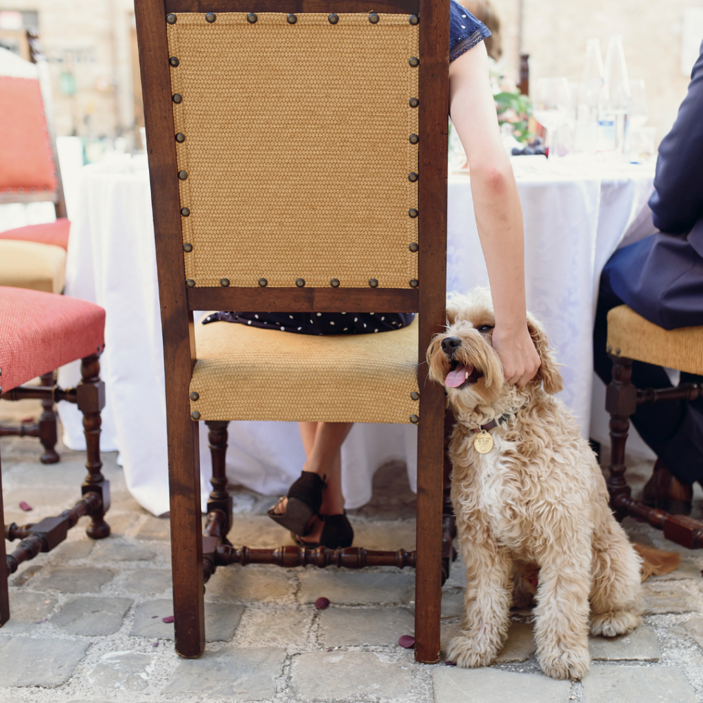 Cachorro recebendo carinho em um restaurante 